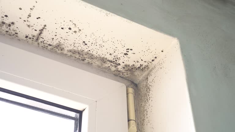 Best Mold Prevention Services  in Lake Lorraine, FL